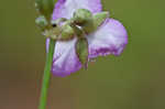 Grassleaf roseling